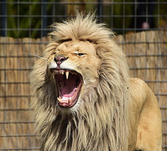 Male Lion Roaring with Open Mouth in Zoo Enclosure