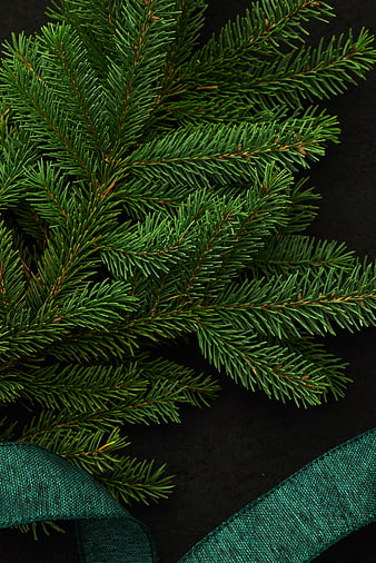 Christmas Pine Branches with Green Ribbon on Black Background