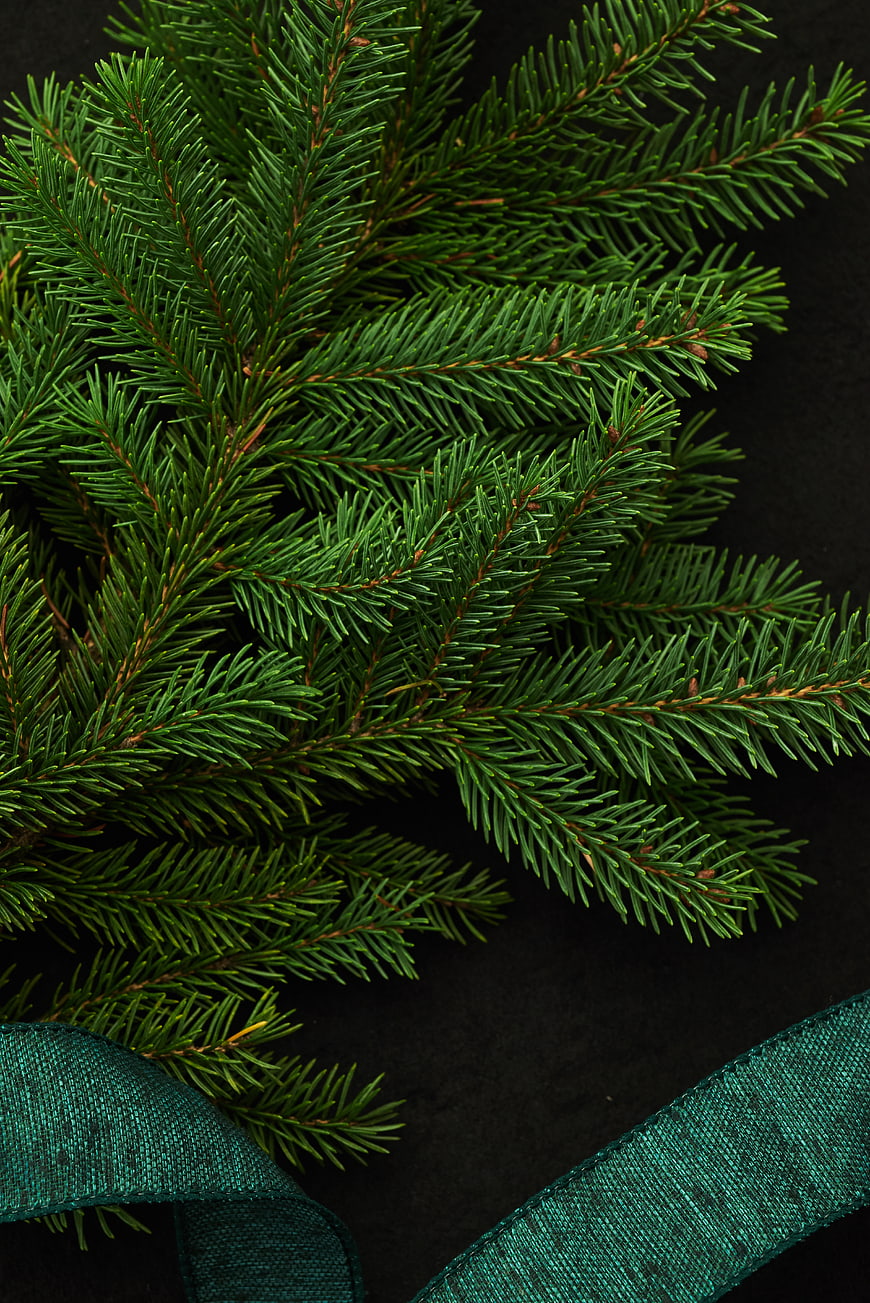 Christmas Pine Branches with Green Ribbon on Black Background