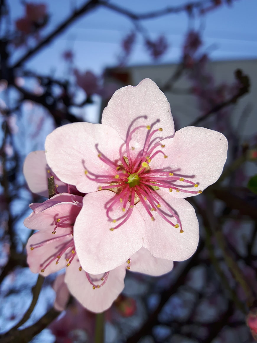 Close-up of delicate pink cherry blossom flower