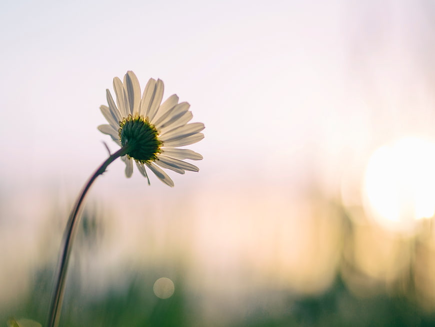 White Daisy Flower in Soft Focus with Golden Sunlight