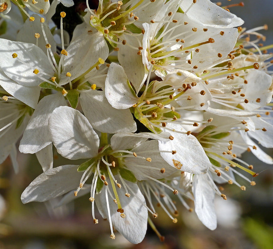 Close-up of white sloe flowers with yellow stamens