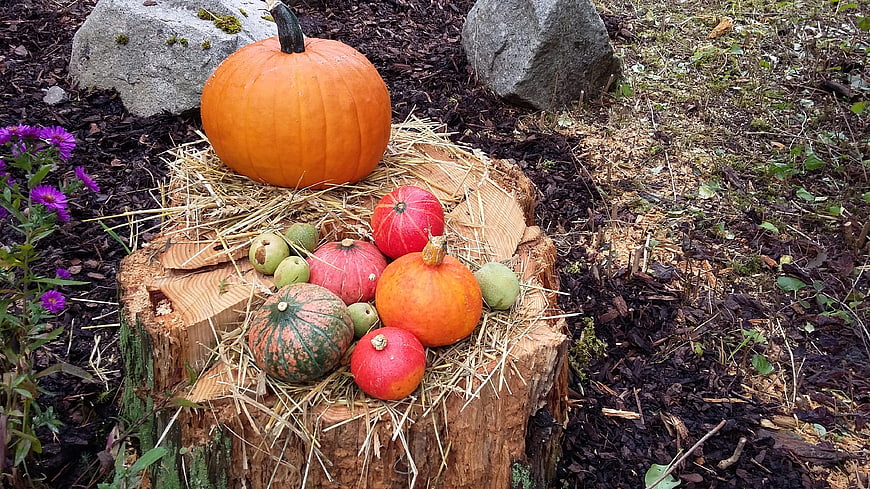 Autumn Harvest Pumpkins on Tree Stump with Hay