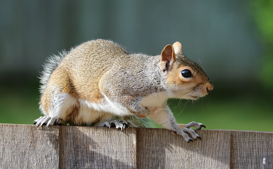 Cute squirrel perched on a wooden fence in a garden