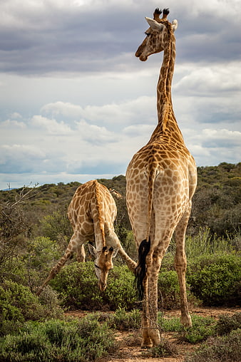 Two Giraffes Grazing In African Savanna Landscape
