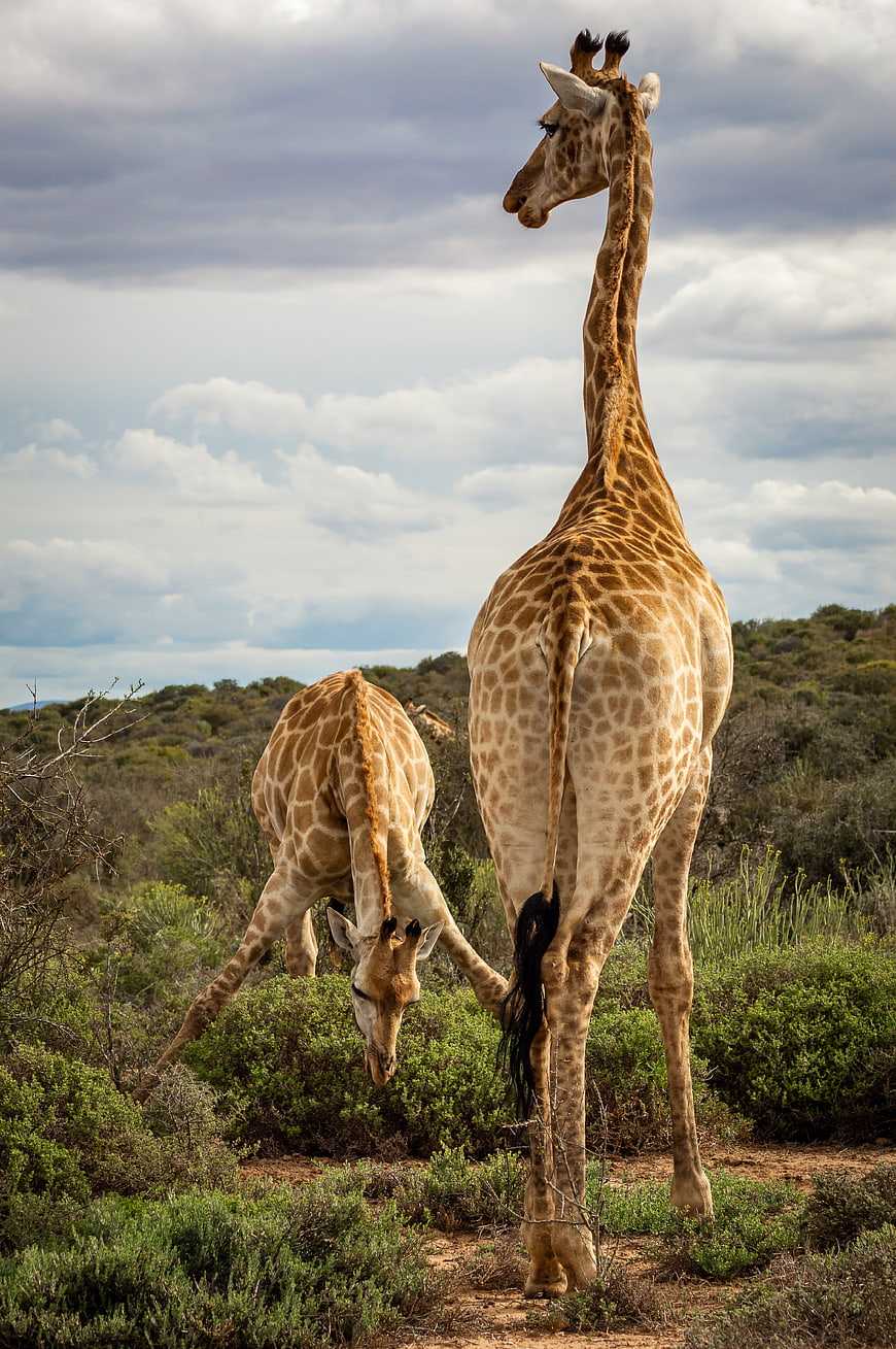 Two Giraffes Grazing In African Savanna Landscape
