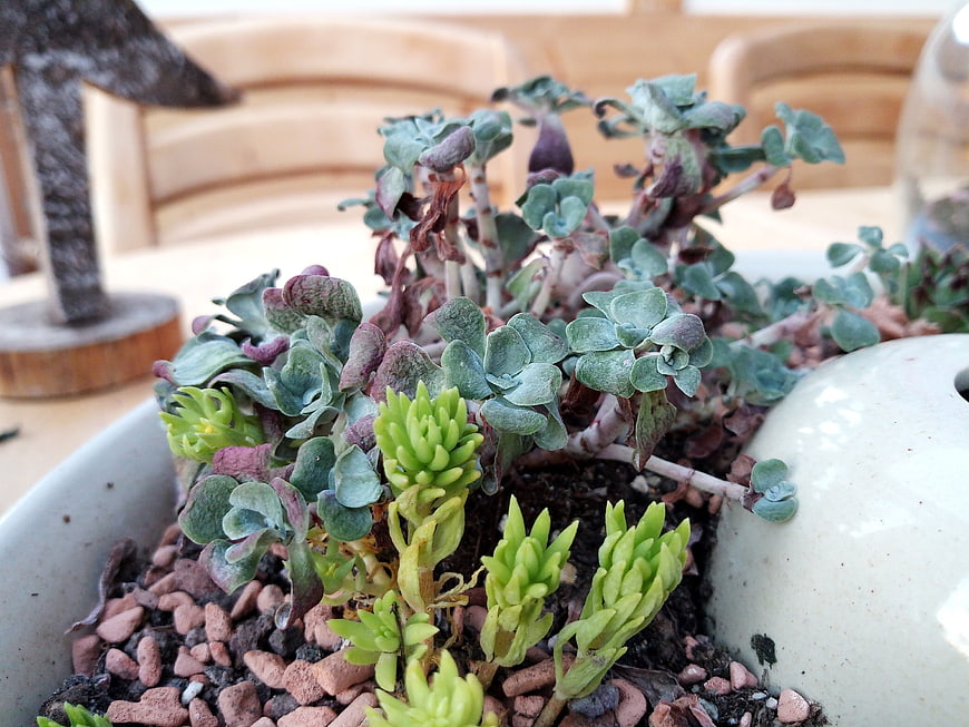 Close-up of mixed succulents in a ceramic planter