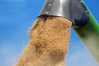 Grain Pouring From Combine Harvester Chute Against Blue Sky