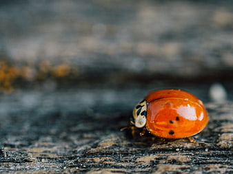 Close-up of a Red Ladybug on Weathered Wood