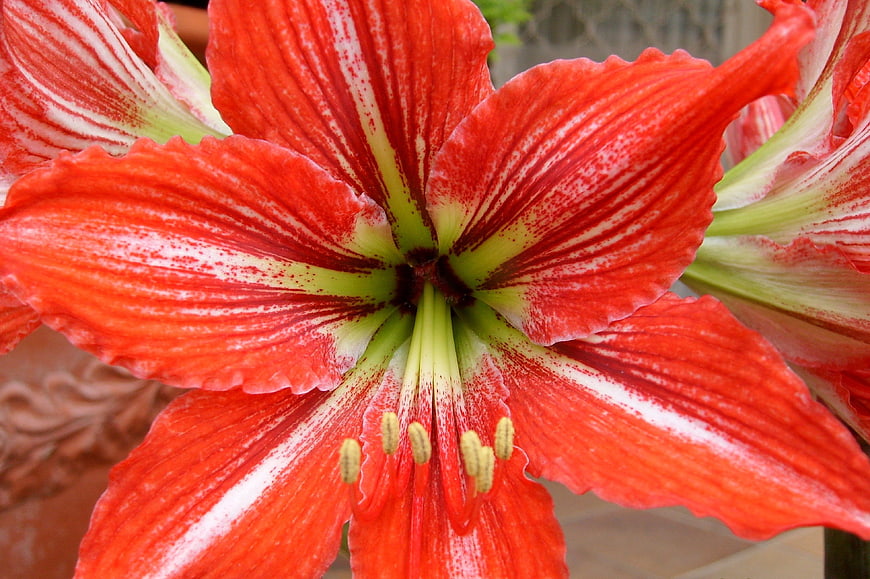Close-up of vibrant red and white striped Amaryllis flower