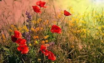 Vibrant Red Poppies and Wildflowers in a Sunny Meadow
