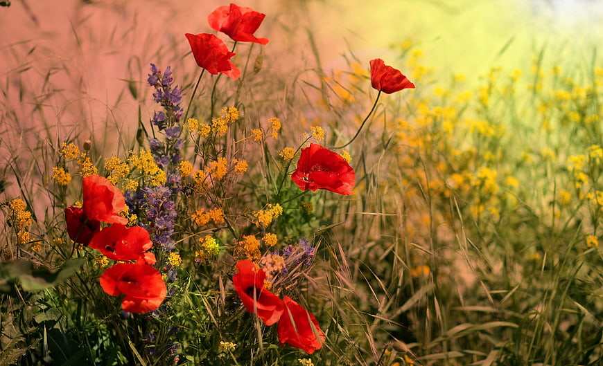 Vibrant Red Poppies and Wildflowers in a Sunny Meadow