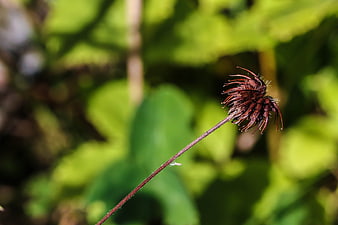 Close-up of dried brown flower head on green blurred background