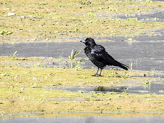 Black Carrion Crow Standing in Shallow Wetland Water