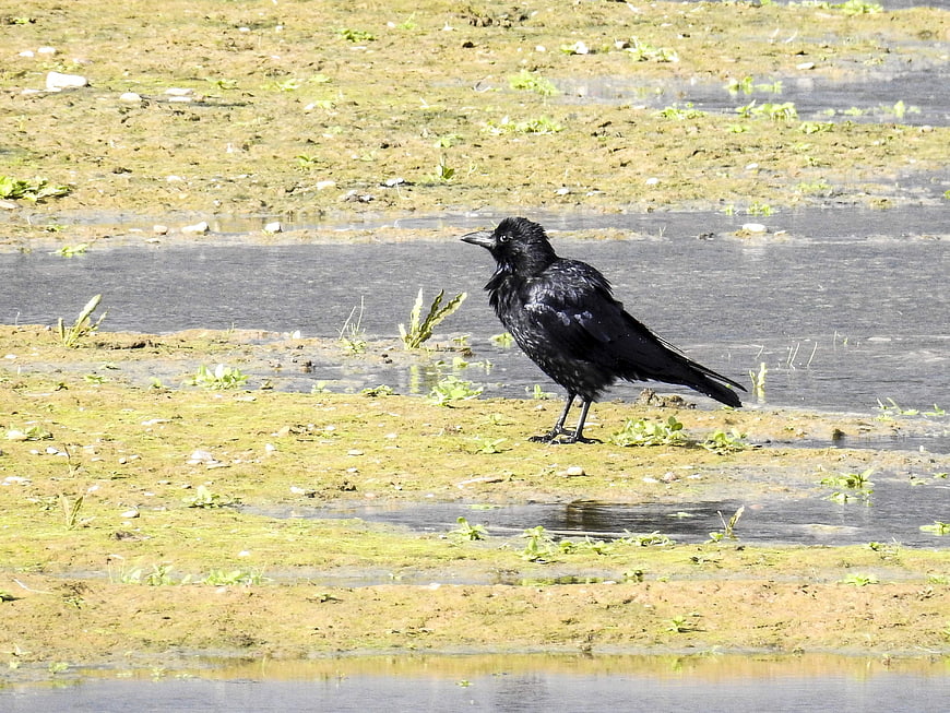 Black Carrion Crow Standing in Shallow Wetland Water