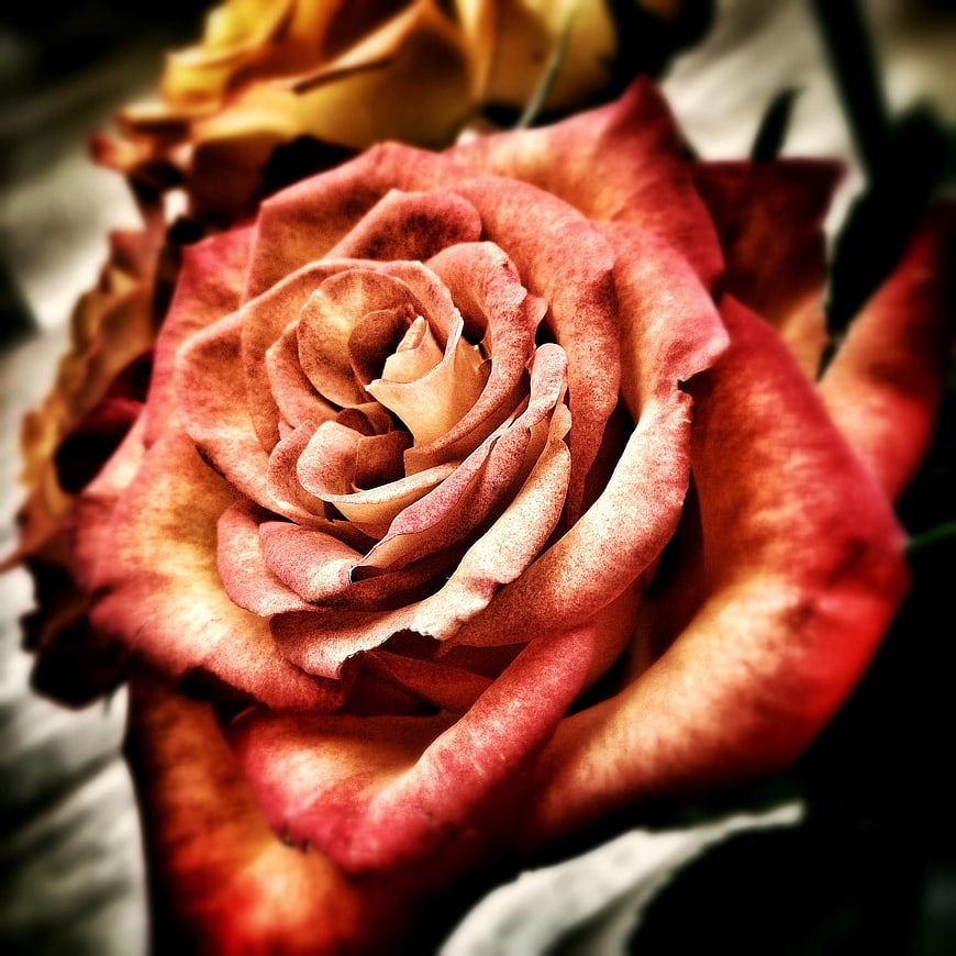 Close-up of a textured red and yellow rose bloom