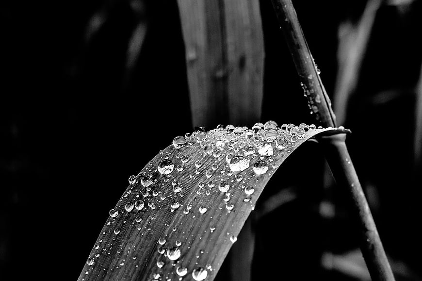 Black and White Macro of Dew Drops on a Leaf