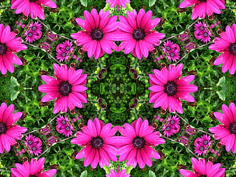 Symmetrical pink daisy kaleidoscope pattern on green background