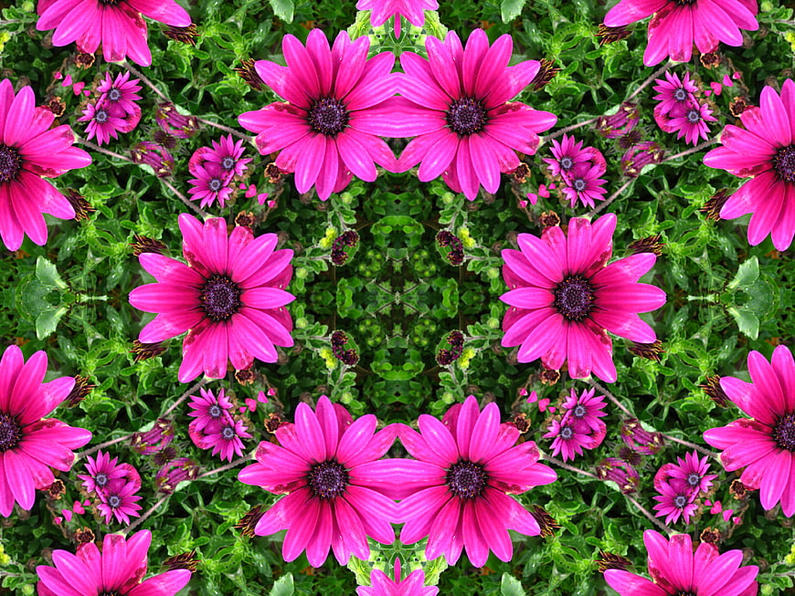 Symmetrical pink daisy kaleidoscope pattern on green background