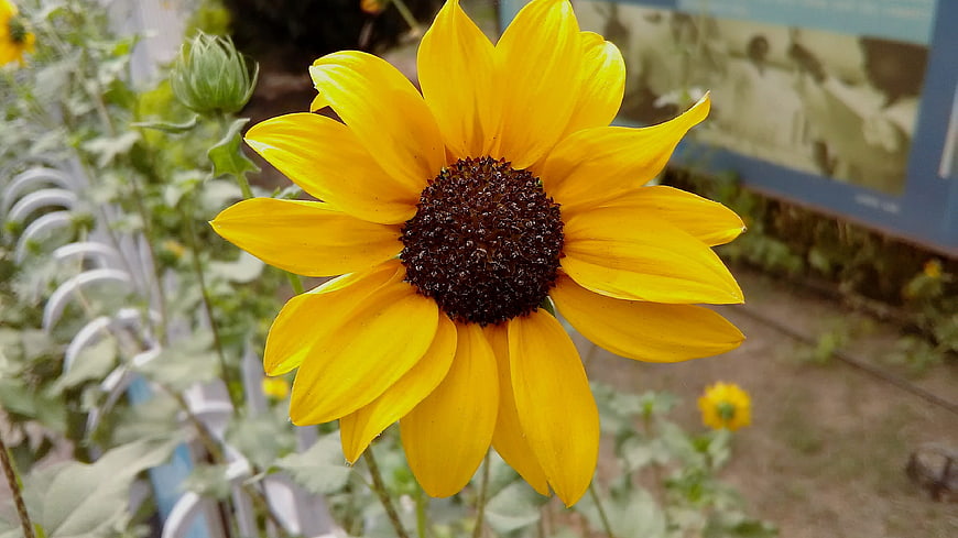Close-up of a vibrant yellow sunflower in a garden