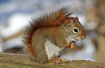 Red squirrel eating nut on wooden log in winter