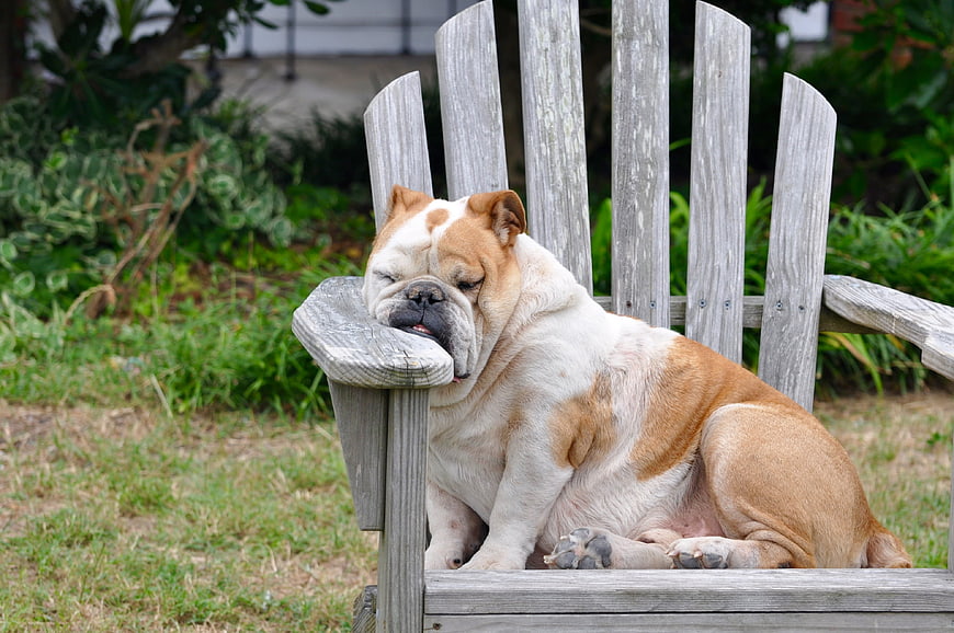 Sleepy English Bulldog Resting on Wooden Garden Bench