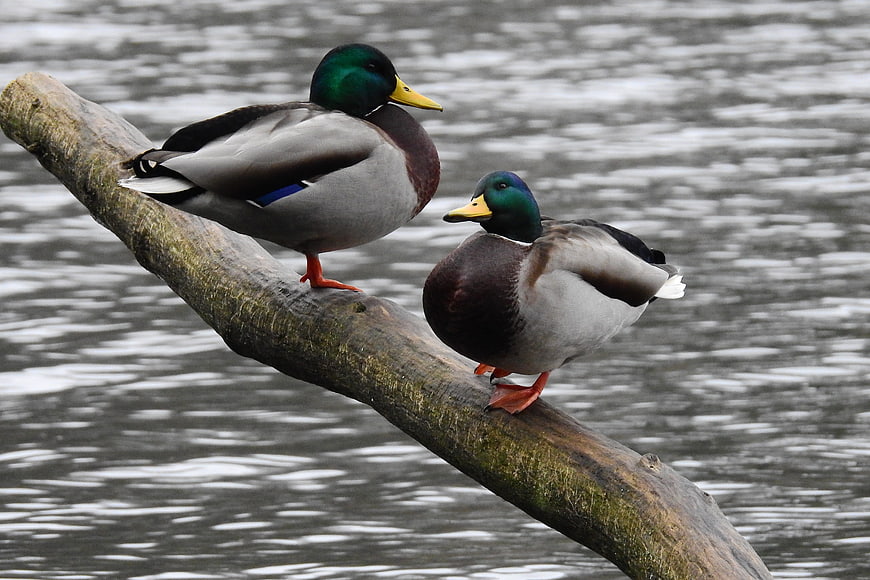 Two male mallard ducks perched on a log in water
