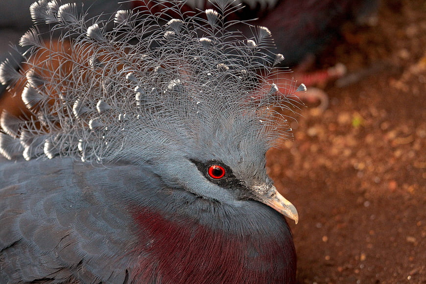 Close-up of Scheepmaker's Crowned Pigeon with Red Eye
