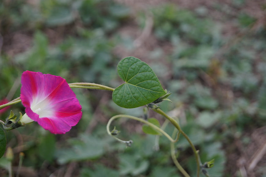 Vibrant Pink Morning Glory Flower with Green Leaf
