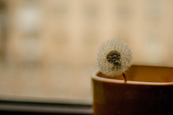 Dandelion seed head in a cup by a window