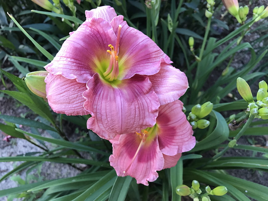 Close-up of pink daylily flowers in a garden