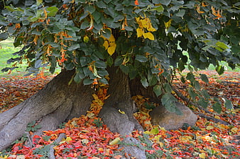Old Beech Tree Base With Autumn Leaves And Exposed Roots