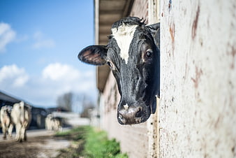 Curious black and white calf peeking from barn
