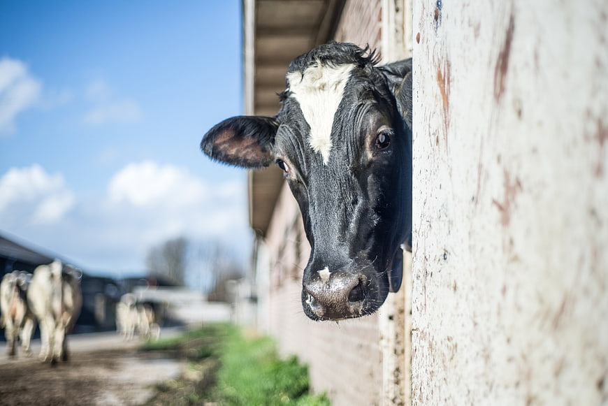 Curious black and white calf peeking from barn