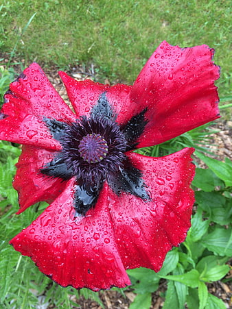Vibrant red poppy flower with water droplets on petals