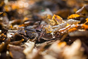 Close-up of Sunlit Autumn Leaves on Forest Floor