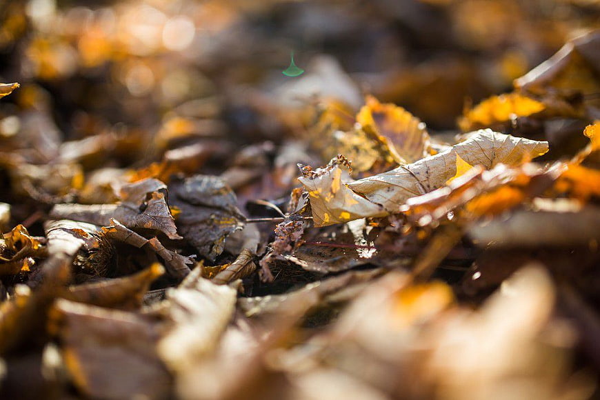 Close-up of Sunlit Autumn Leaves on Forest Floor