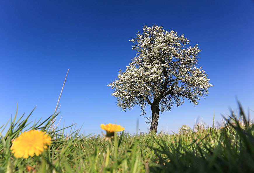 Lone blooming tree in spring meadow with dandelions
