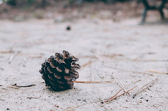 Close-up of a pine cone on sandy ground with pine needles