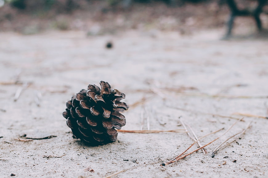 Close-up of a pine cone on sandy ground with pine needles