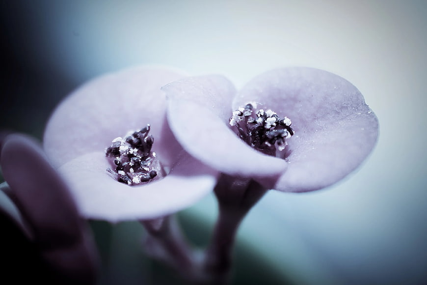 Close-up of delicate violet flowers with soft focus background