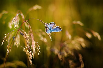 Blue butterfly perched on wild grass in golden sunlight