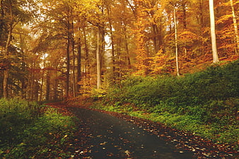 Winding asphalt path through golden autumn forest with fallen leaves