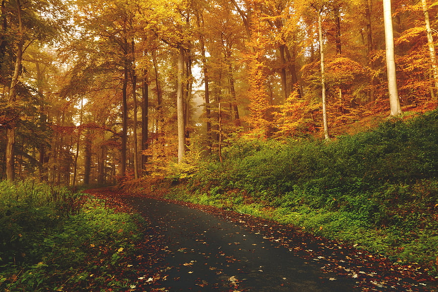 Winding asphalt path through golden autumn forest with fallen leaves