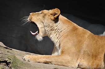 Yawning Lioness Resting On Log In Natural Habitat