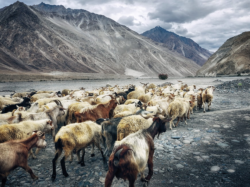 Herd of goats crossing a rocky riverbed in a mountainous landscape