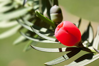 Close-up of vibrant red yew berry on green branch
