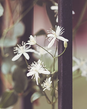 Delicate White Clematis Flowers Climbing a Dark Metal Fence