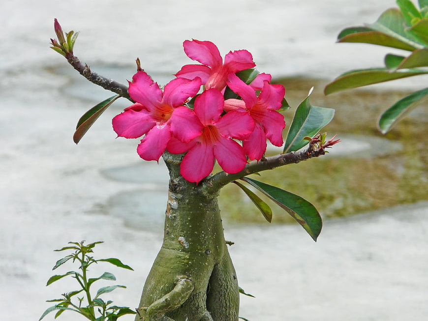 Vibrant Pink Desert Rose Flowers on Thick Trunk