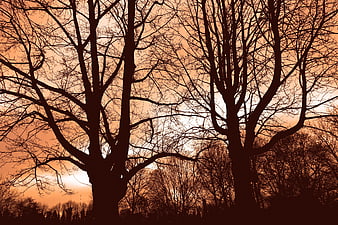 Silhouetted Bare Winter Trees Against Dramatic Orange Sunset Sky